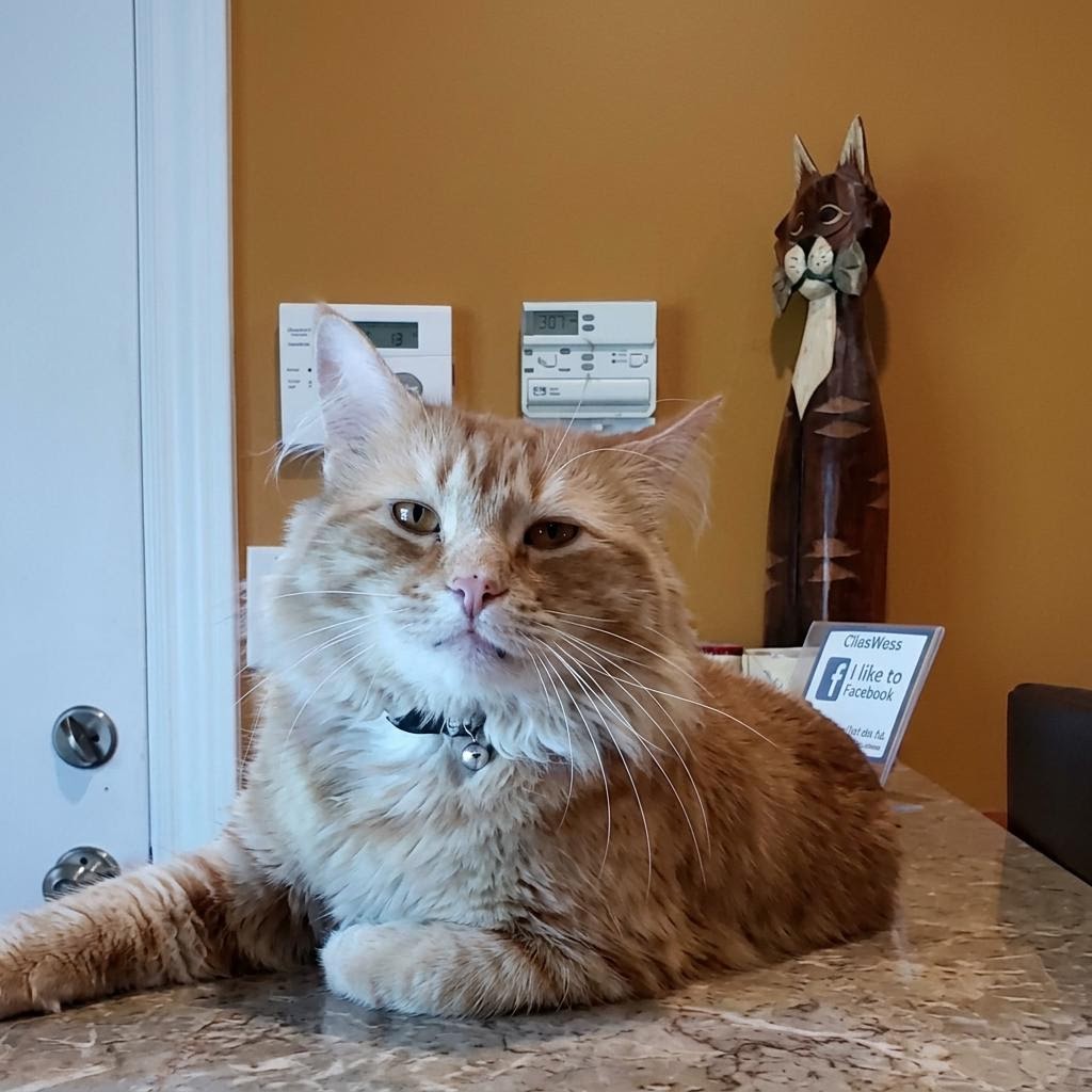 blond cat relaxing on the top of a cat tree