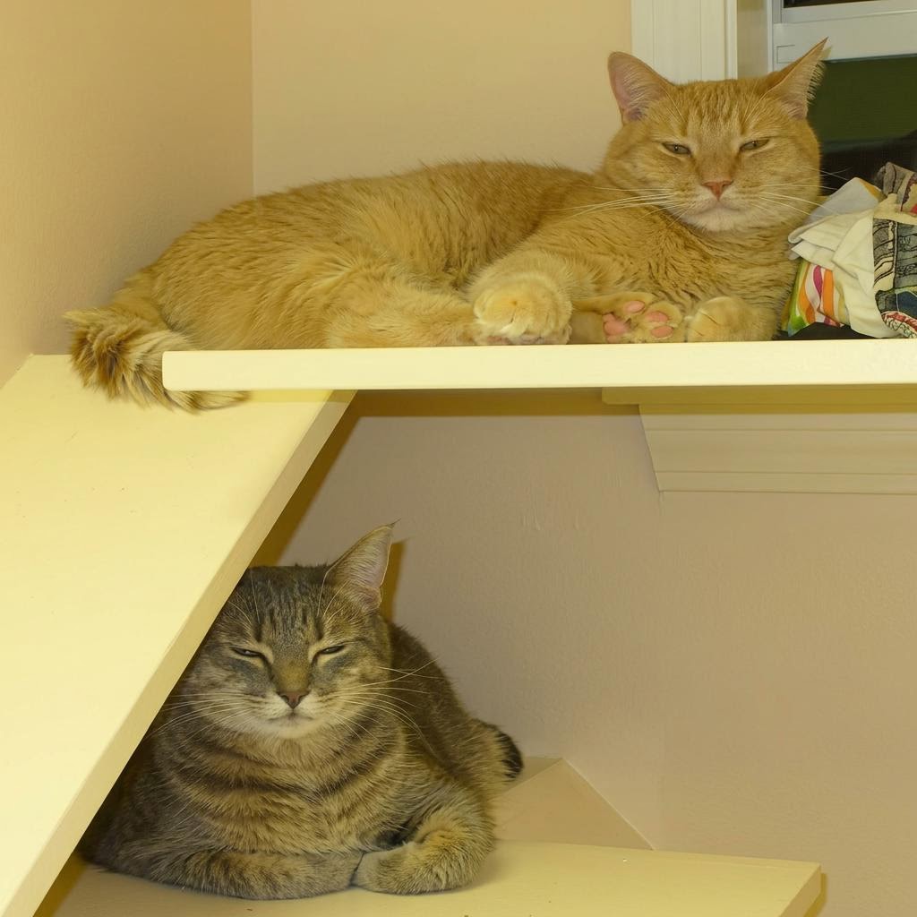 Cat Boarding Accommodations