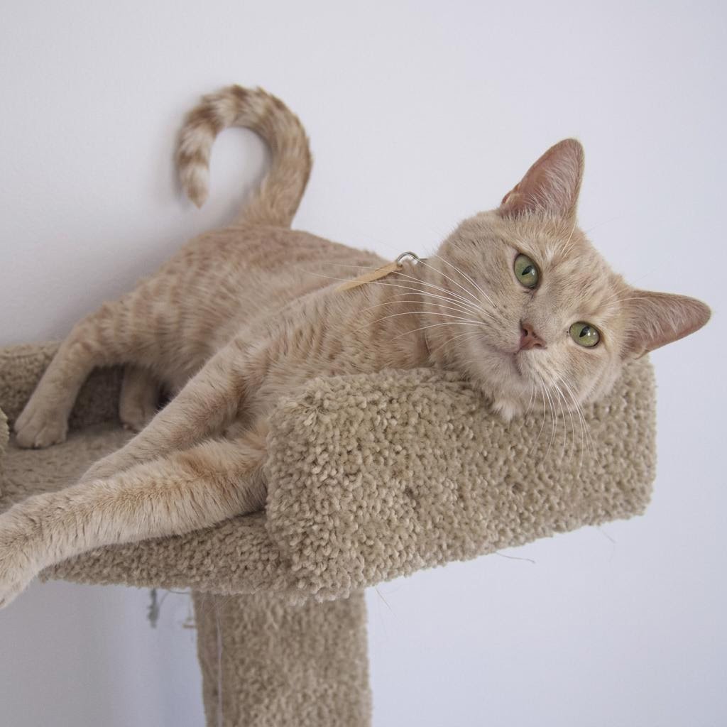 Cat relaxing at Kitty Cottage