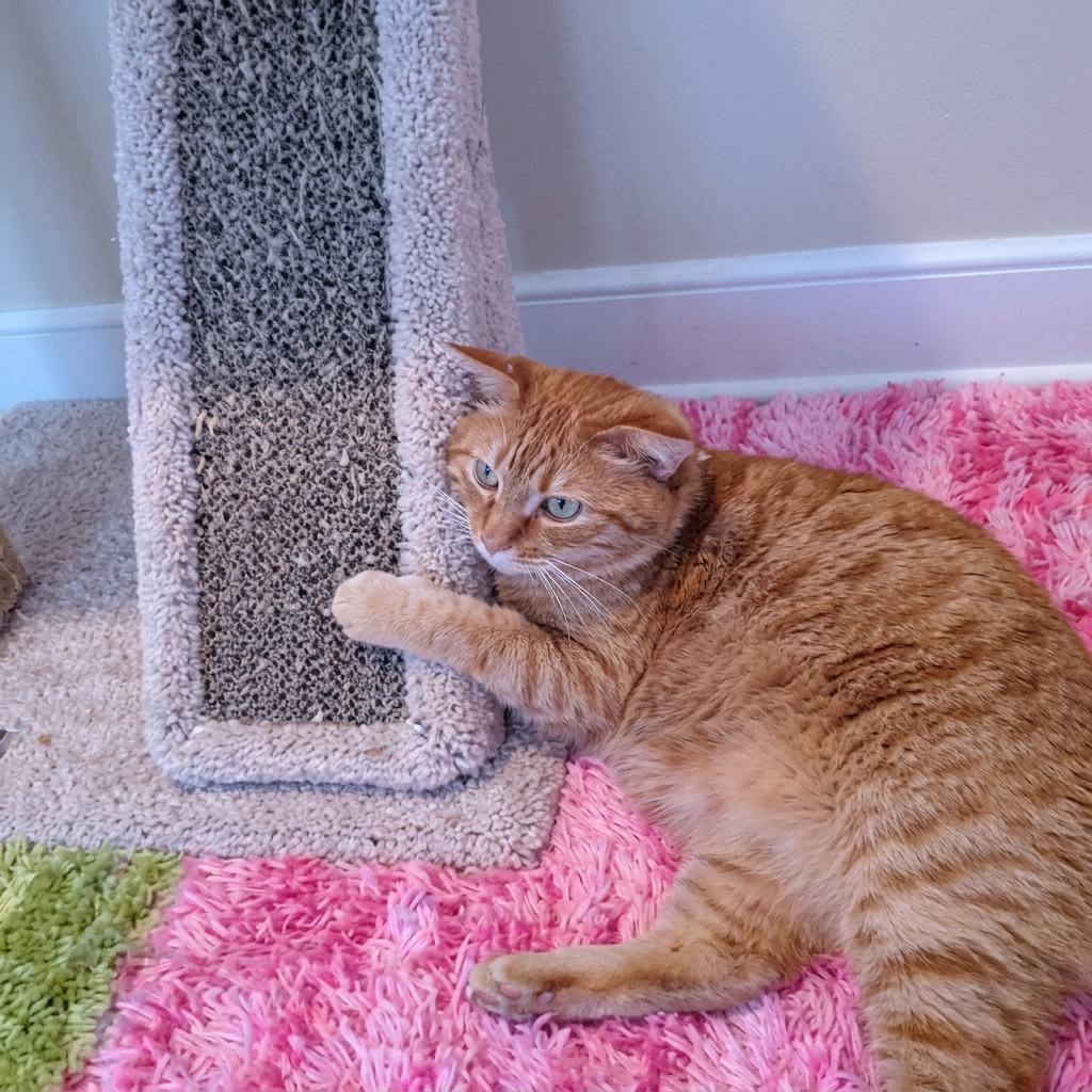 Cat enjoying Kitty Cottage 3