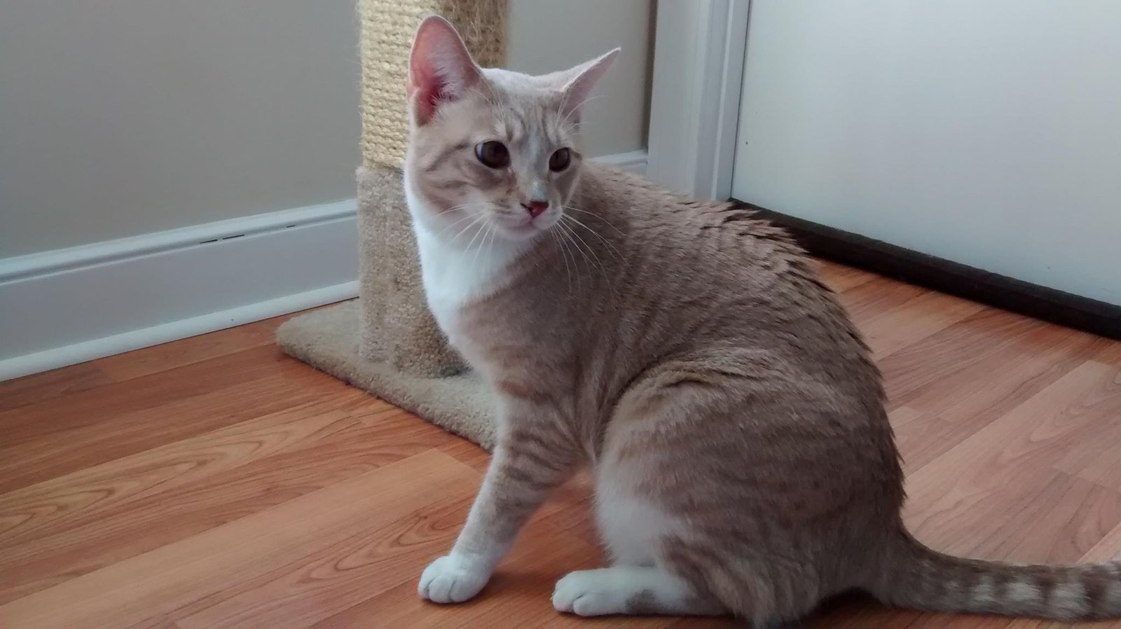 blond cat waiting by the door