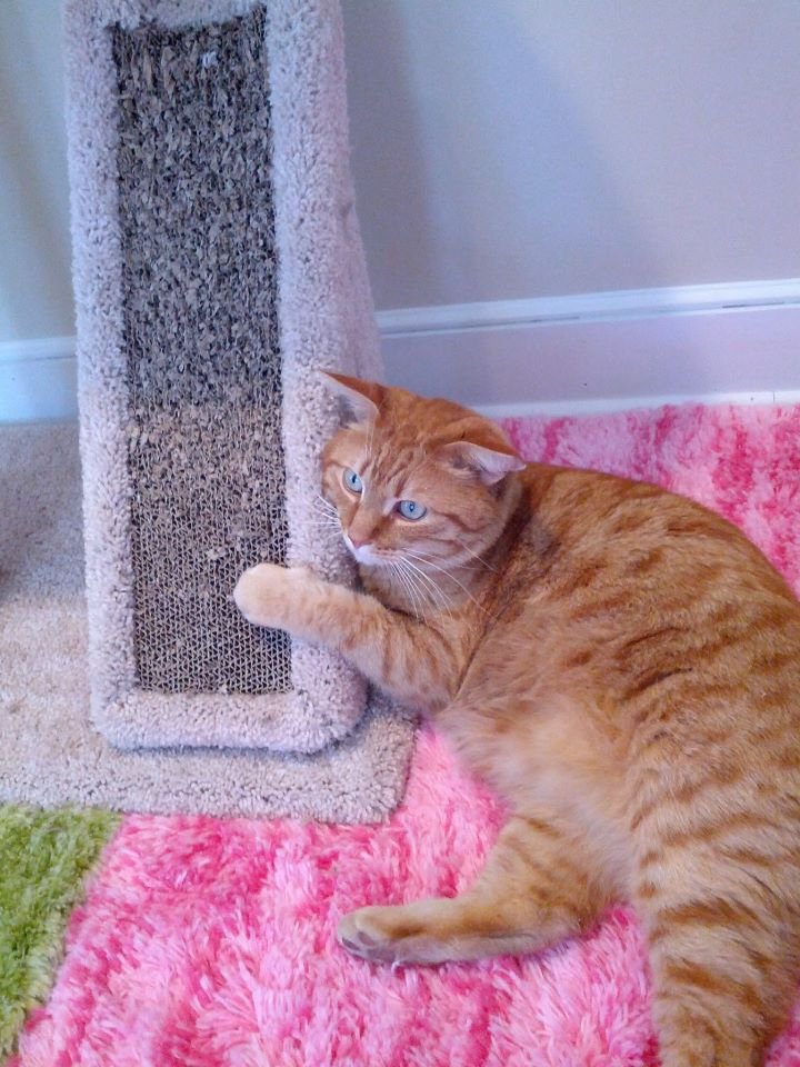 ginger kitty lounging on scratcher