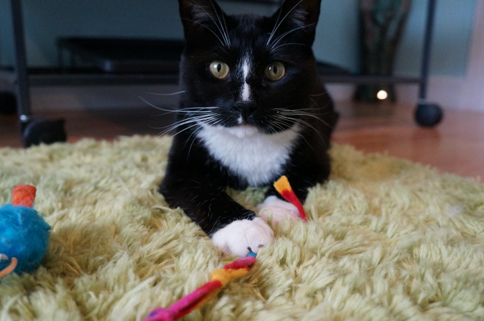 Play &amp; Enrichment