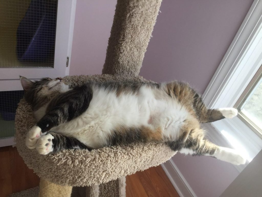 Stress-Free Environment