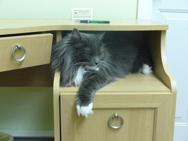 cat boarding little one playing, cat kennel