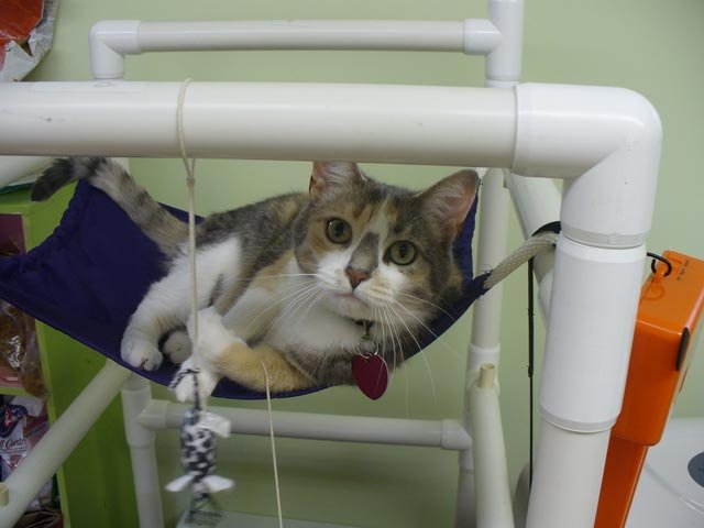 Kitty cottage cat boarding little one playing