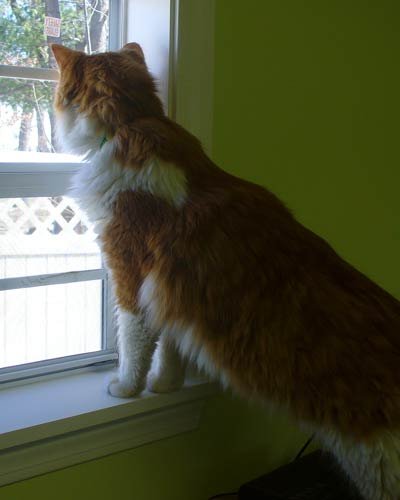Kitty sitting at the window looking out at Kitty Cottage Cat Boarding