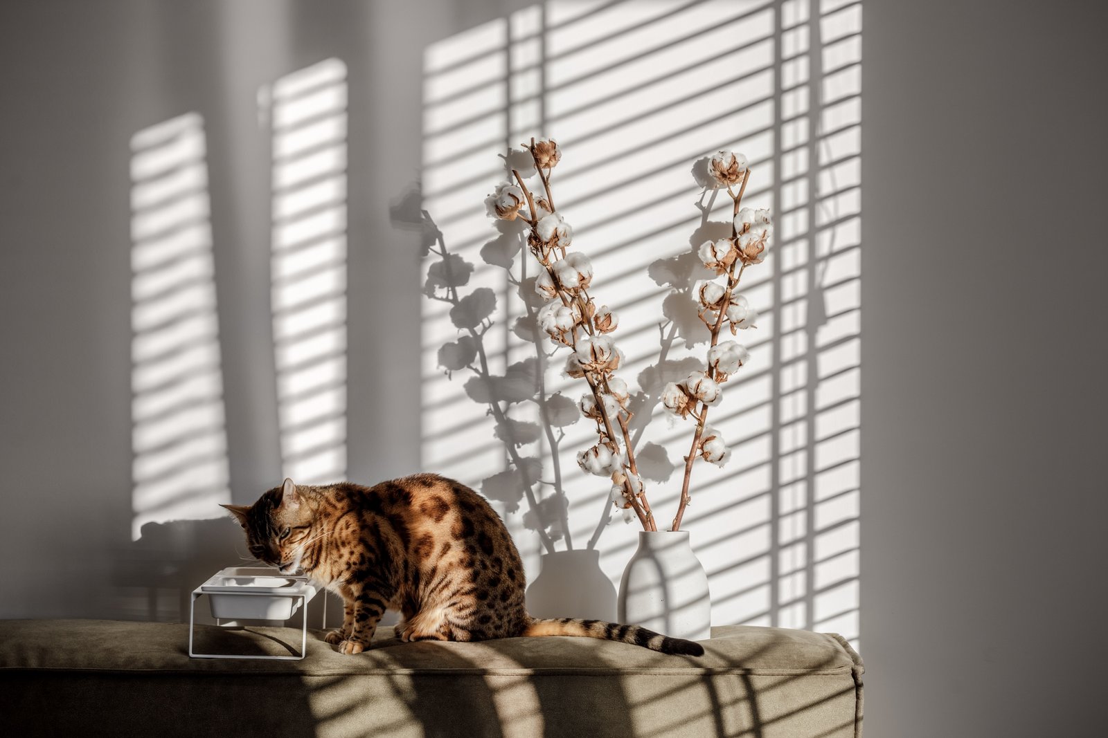 Being branches, Cat eating in luxury at chez mieux and kitty cottage