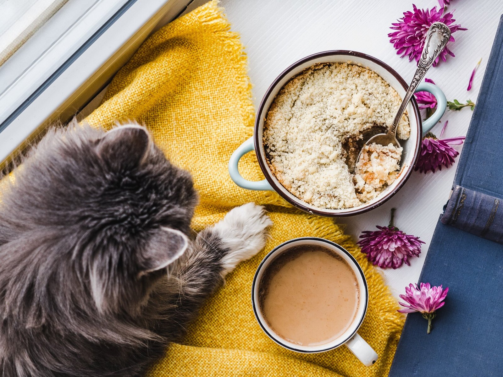 Youg kitty being fed lying near a window