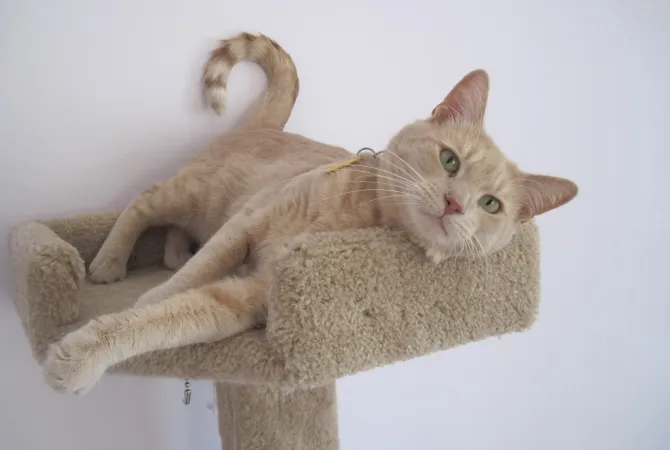 blond cat relaxing on the top of a cat tree