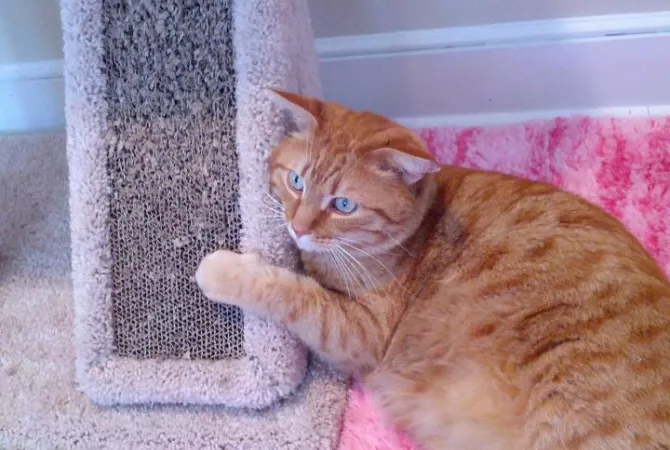 ginger kitty lounging on scratcher