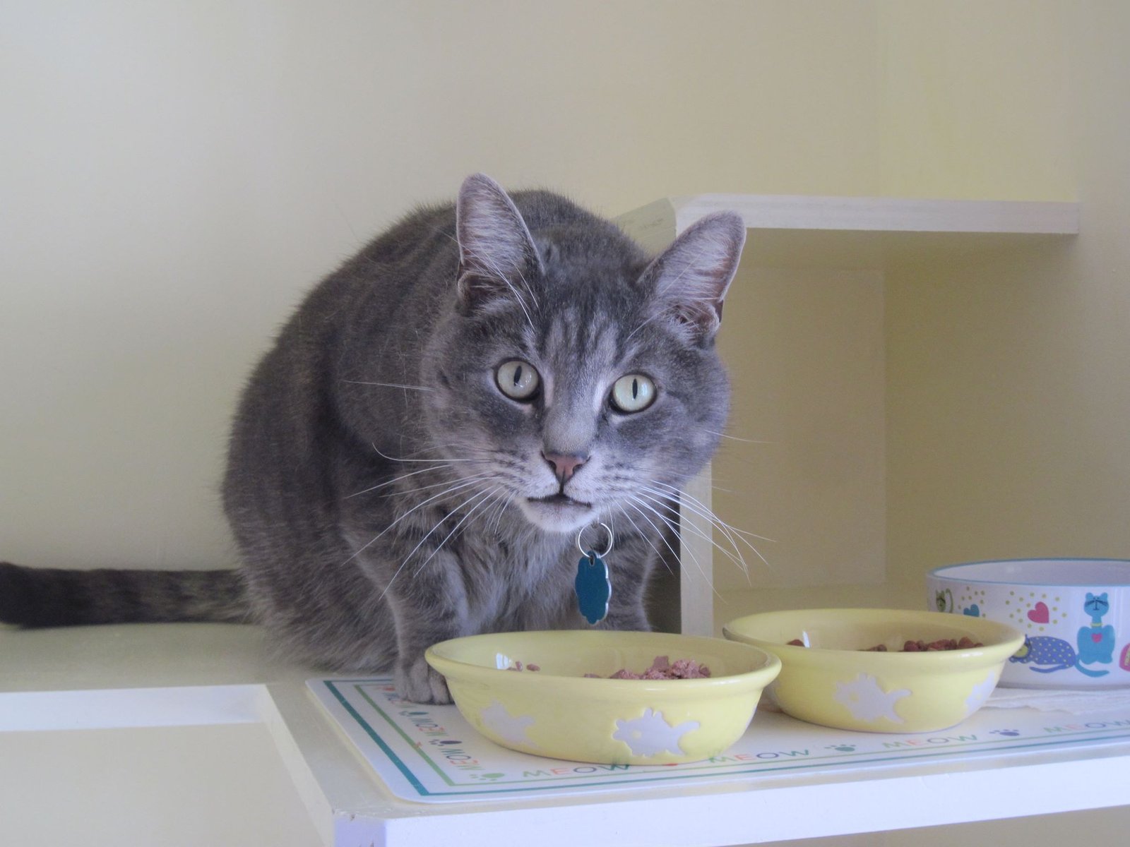 Kitty Cottage little one